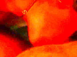 A Compilation Of Some Of My Favorite Blowjobs