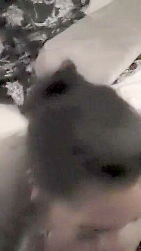 Asian bitch sucking my dick