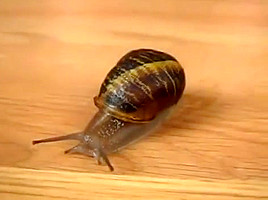 Asian girl crush snails