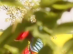 Cherries