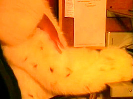 Fur tease husband