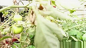 Hairy Australian pussy fingering and squirting