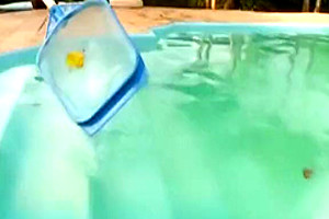 Horny Blonde Tranny In Swimsuit Sucks Pool Cleaner