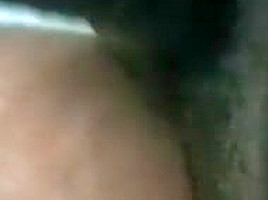 Indian black cock