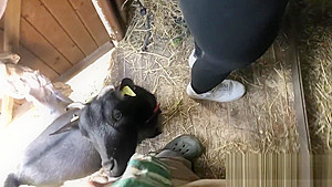 Moglie italiana succhia un bel cazzone e ingoia tutta la sua sborra