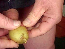 Mr  Potato foreskin – 2