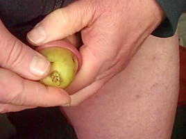 Mr  Potato foreskin - 2