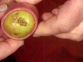 Mr  Potato foreskin - 2