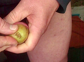 Mr  Potato foreskin - 2