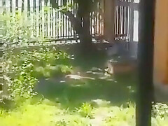 Mzansi teens 18+ Caught Fucking Outdoors