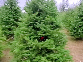 Oh Christmas Tree!