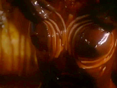 Sweet Movie