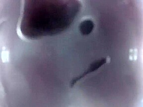 Vaginacam Siren