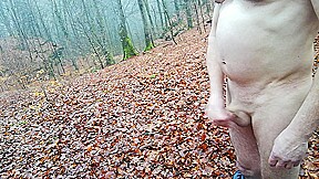 a cold morning walk in the woods